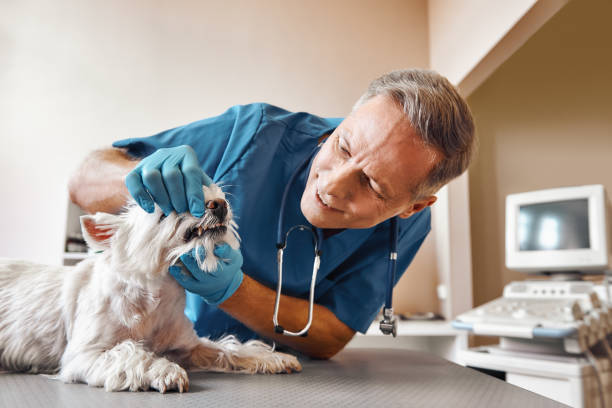 Best Pediatric Emergency Dentist in Quitman, TX